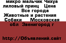 микро мальчик Чихуа лиловый принц › Цена ­ 90 - Все города Животные и растения » Собаки   . Московская обл.,Звенигород г.